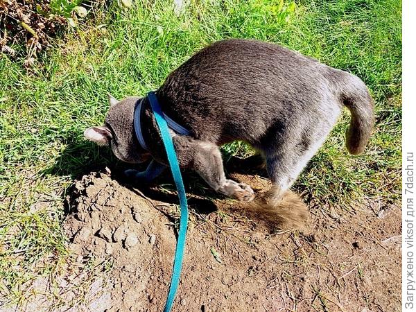 Крот! Я тебя достану всё равно, сдавайся!