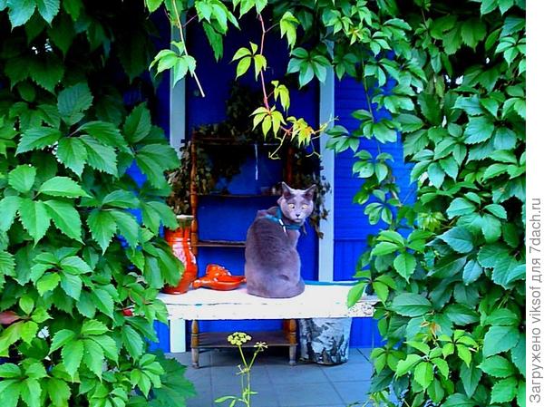 А это у меня беседка, от жаркого солнышка можно в тенёчке спрятаться!