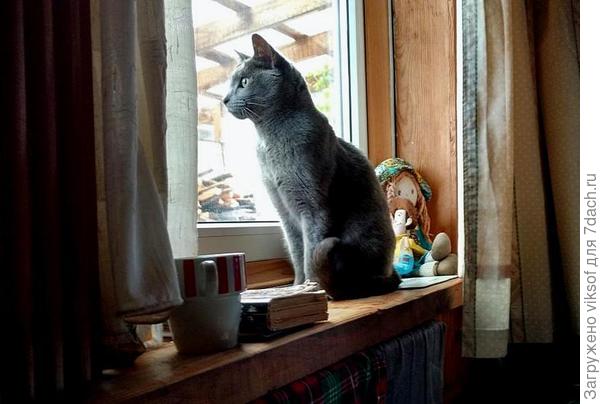 Когда дождь, своё дежурство переношу в домик и в окошко слежу за порядком,