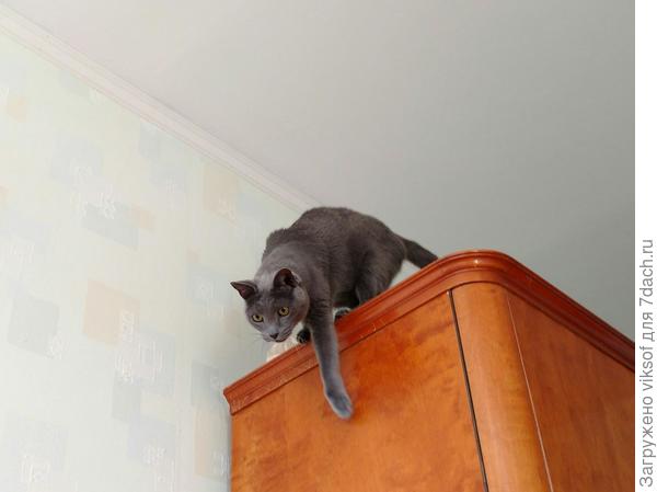 прыгаешь на них, только на лицо не прыгай, они и так вскакивают с кровати, а ты укладываешься на тепленькое местечко - учись, Малыш! Дядя Витас плохому не научит...