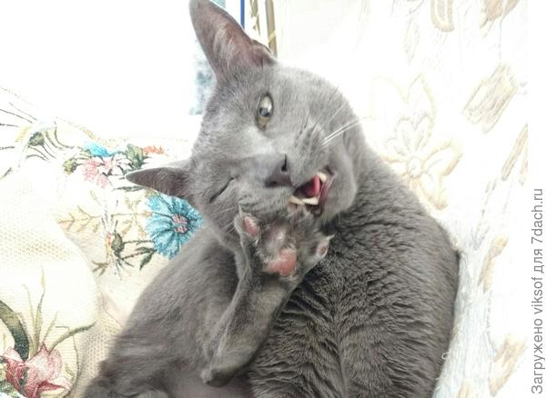 Витас чистит лапку, чтобы за вас голосовать!