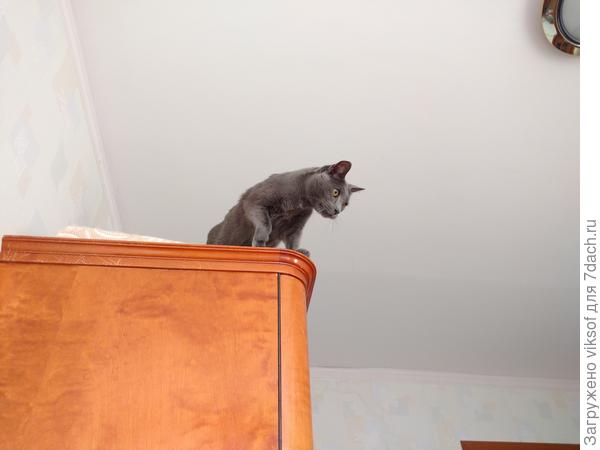 Залезаешь на шкаф, ждёшь, когда двуногие придут спать и тогда....