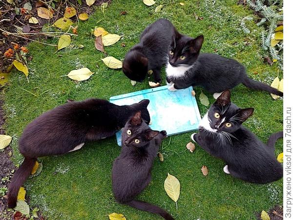 Эй, подложи-ка ещё чего вкусненького, мы уже справились!