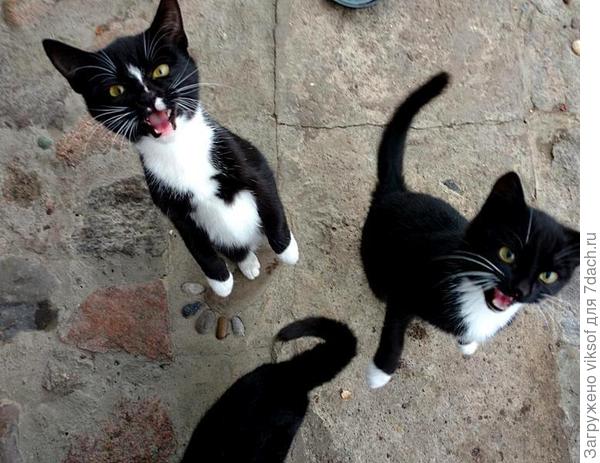 Поели, теперь можно и спеть в благодарность за угощение,