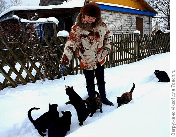 И вот этот пушистик подходит всегда последним, ну мы ему оставляем самый лакомый кусочек, Ирочка, моя соседка кормит всегда по очереди и никого не пропускает и коты не выхватывают друг у дружки...