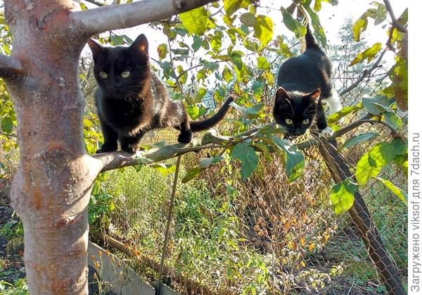 Глянь, здесь кормят, вперёд!