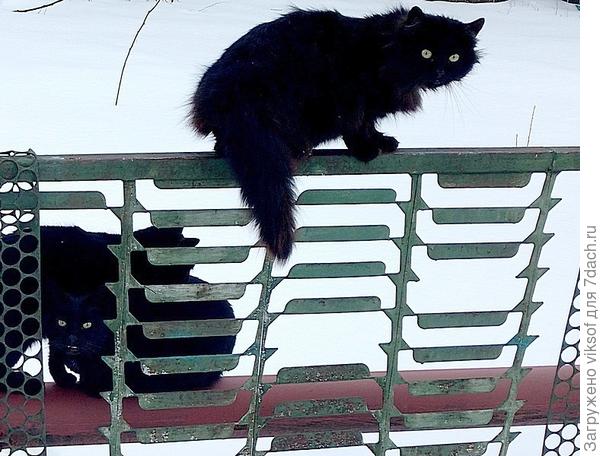 Так, не мешкая, бежим на встречу: двуногие обед несут!