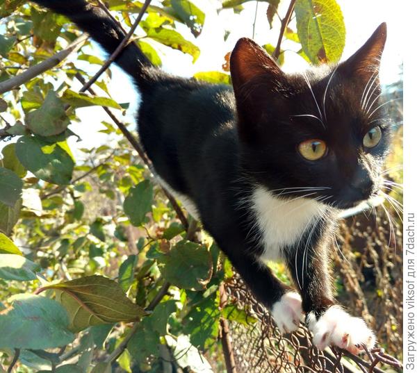 А я рябицеходец, смотрите как умею!