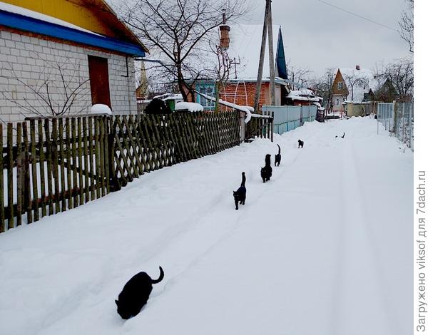 Но много котов приходят к нам и с других кооперативов, а мы приезжаем и подкармливаем, ночуют они на чердаке домика нашего правления, сторожа пристроили лестницу, по которой они легко забираются. Раз! Два! Три! Четыре! Пять! Готовы пищу принимать!