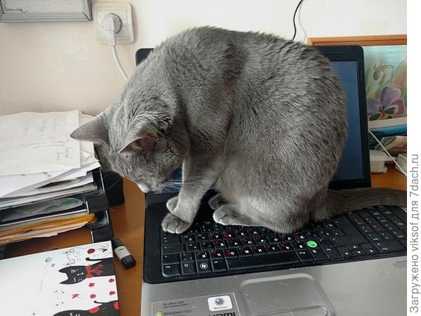 Я никуда не уйду - марафон наш кошачий, а ты с утра до вечера сидишь здесь...