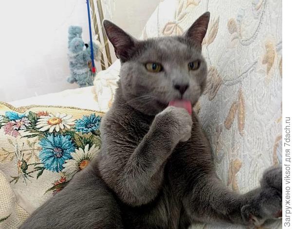 Ждите.., как только мои двуногие прилягут отдохнуть...