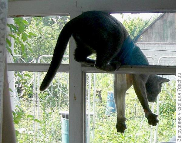 Бегууууууууу... свобода!