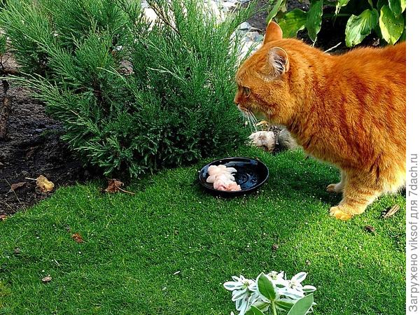 ранний завтрак,