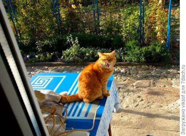 когда его хозяйка уезжала по делам, будил нас и требовал любви и кушанья,