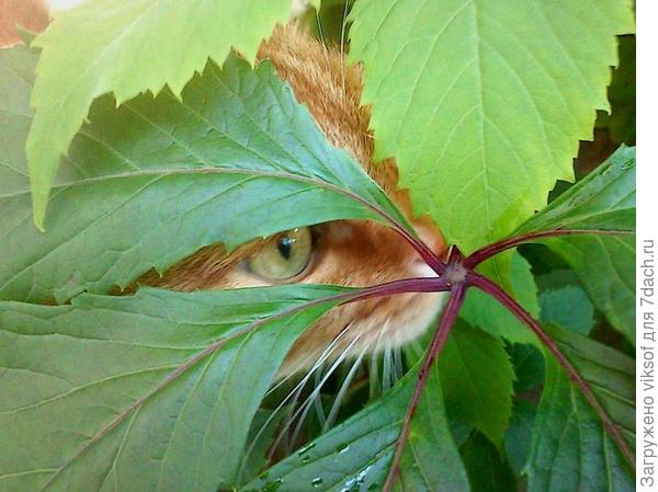 ...Рыжий защищал свою территорию, собаки отомстили ему жестоко, он ушёл и мы так и не нашли его.., мы помним нашего Рыжего Лёньку.