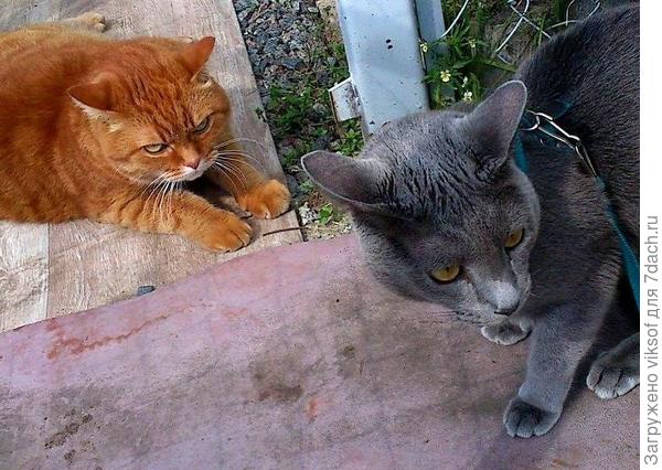 на правах старшОго Лёнька наставлял Витаса,