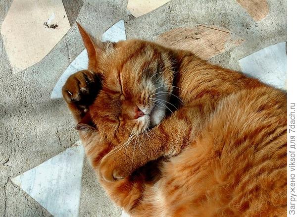 сладкие сны на солнышке,