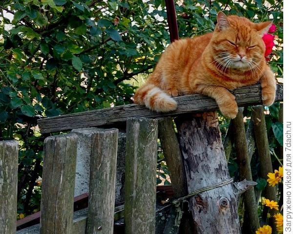 подменял Витаса на таможне,