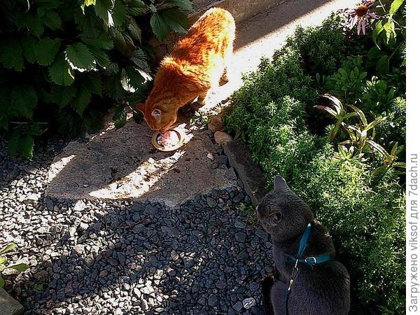 Витас в свою очередь привечал Рыжего на своей территории