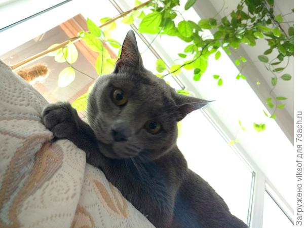 Хочу на дачу