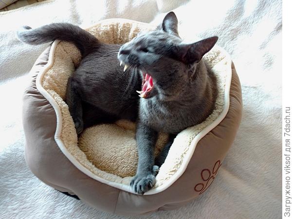 Ещё спою для вас, двуногие... на даче можно!