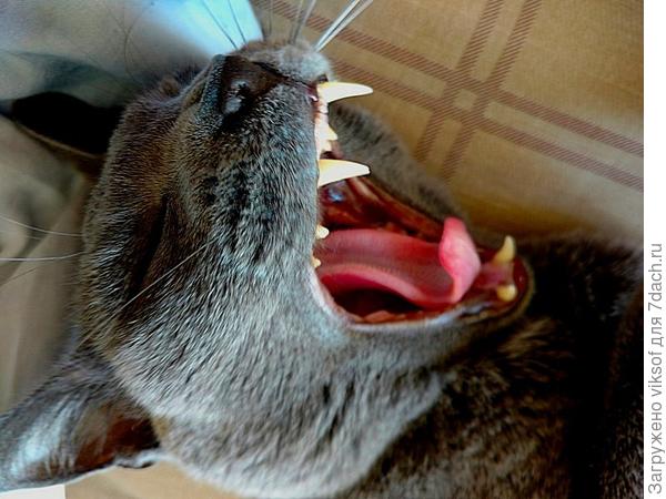 Витас я или не Витас!