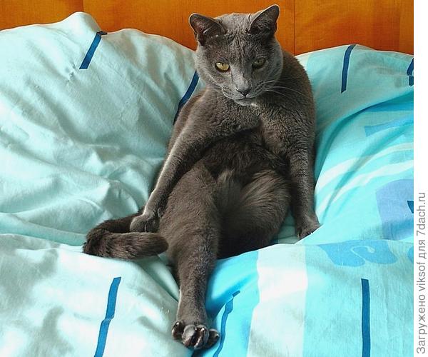 Я? Ловить мышей? Щасс, фсё брошу и побежал...ага!