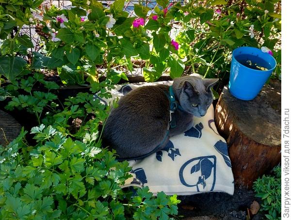 От солнышка прячусь полуденного,