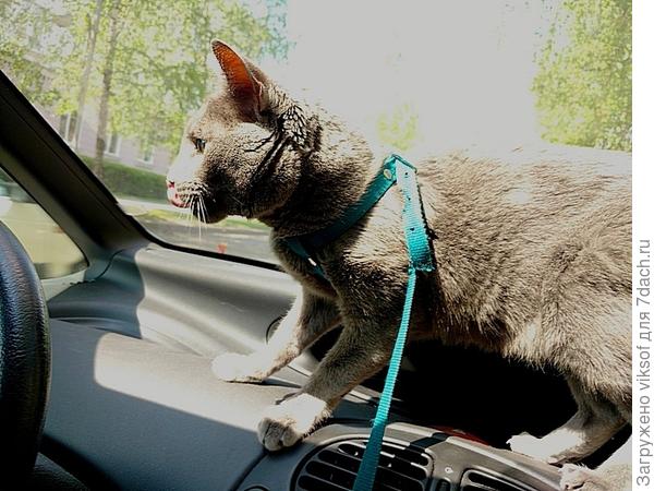 Знакомый маршрут - меня везут на дачу!