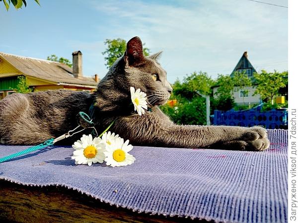 Утро! Солнышко! Замуррррчательно!