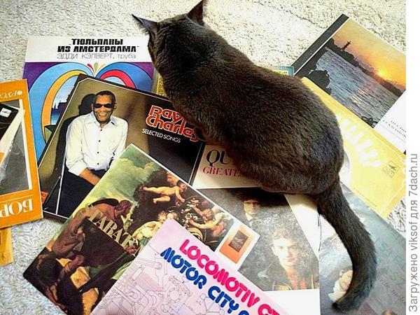 Подобрать музыку для вечеринки двуногих, пожалуй, предложу в этот раз Тюльпаны из Амстердама, хозяину должно понравиться,