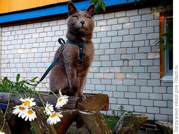 Так нет же - надо снова на службу,