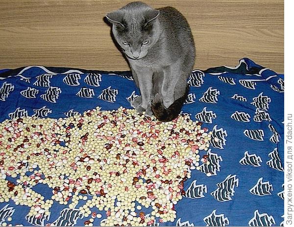 С утра надо перебрать фасоль - я всё понял: белую налево, цветную направо - Золушку нашли...