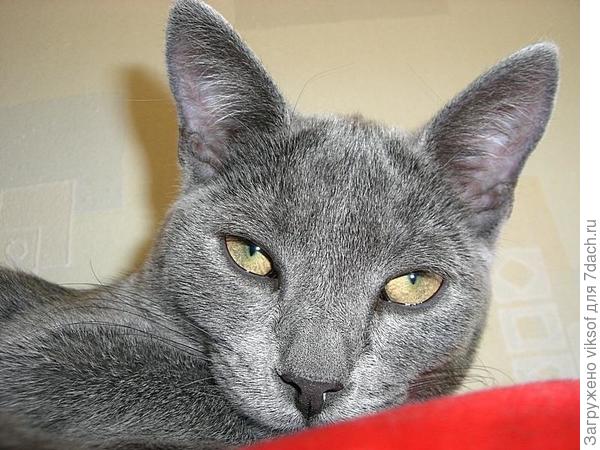 Люблю я жить на даче и совсем не жалею, что больше 10 лет тому назад, я выбрал своих хозяев!