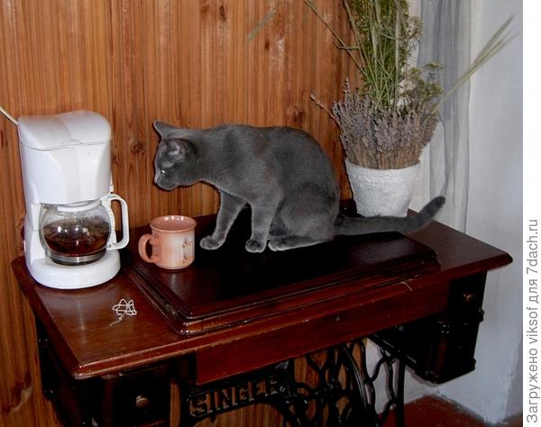 В перерыве чаёк с валерьянкой - мы с хозяйкой любим почаёвничать,