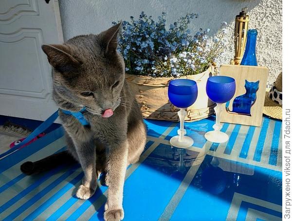 А напитки у двуногих попробовать? Сам то их не люблю, но проверить надо, а то мало ли что,