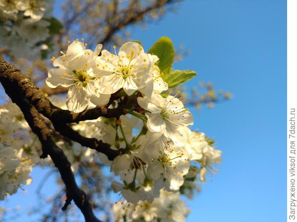 На фоне синего-синего неба...
