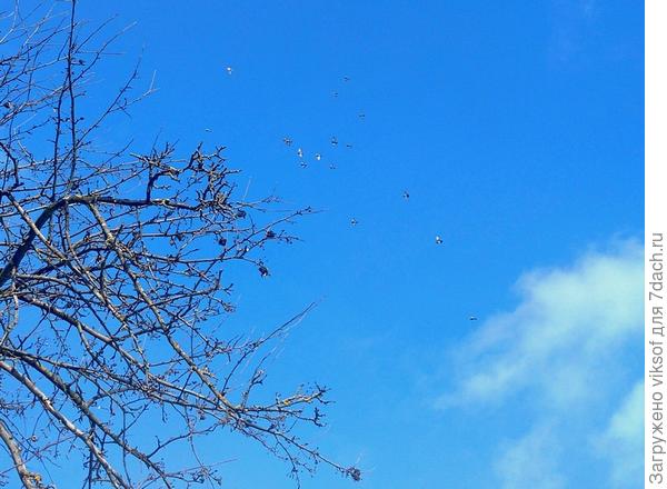 Небо, птицы ветви...