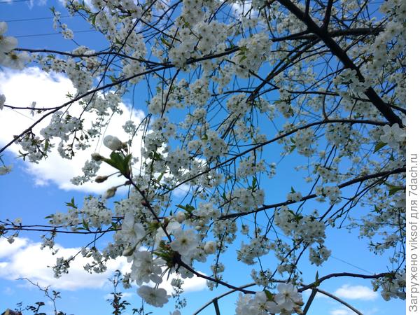 Всем нам мирного неба!