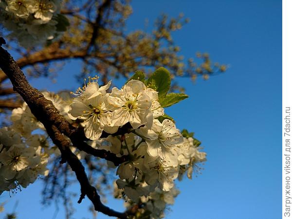 Лучше нету того цвету, когда яблони в цвету!