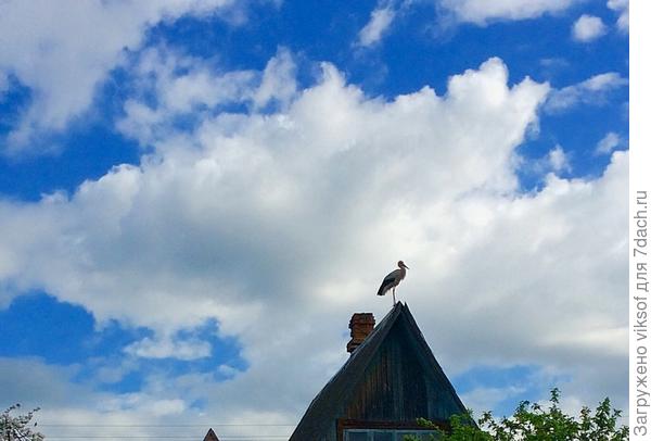 Он прилетел!