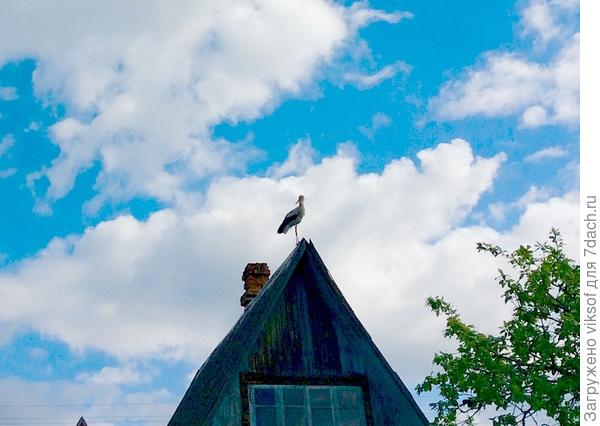 Аист белорусский - пусть будет всё хорошо!