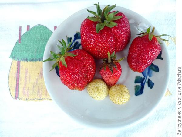 Мои первые!