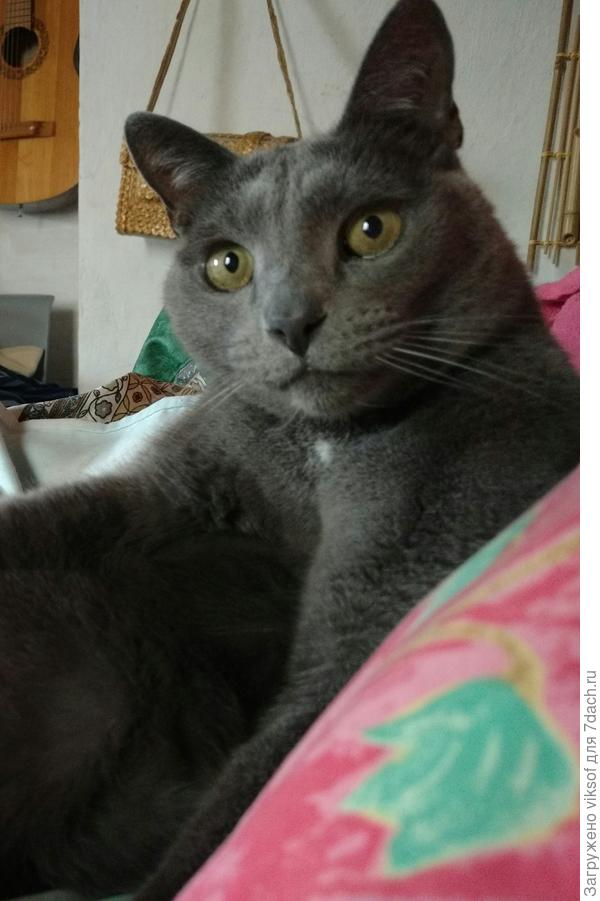 А как же ж без Витаса!