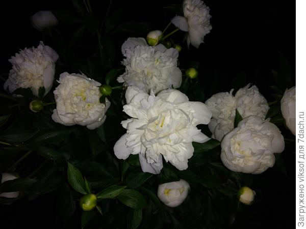 Хороши они особенно поздним вечером,