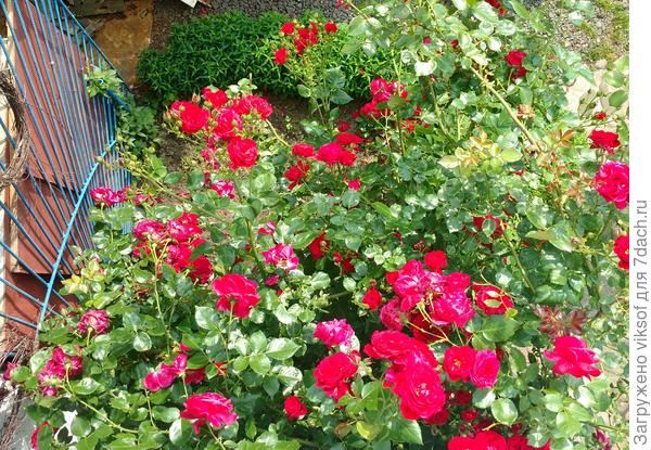 Так она выглядит с балкона дачного домика