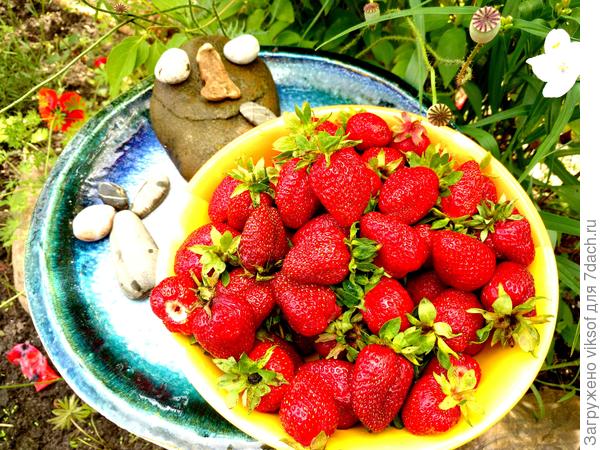А если добавить сахарку, то клубничка становится сладкой, как в прошлом году...