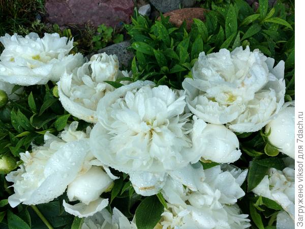 Белоснежные пионы - моя любовь, планирую на дорожке от калитки к дому высадить их мноогА...