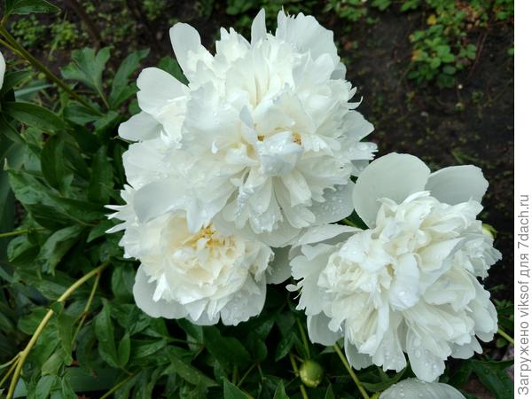 В этом году особенно порадовали меня белые пионы, какие они красивые!