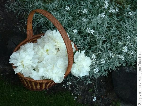 Я их очень бережно срезаю после цветения и всегда вспоминаю тачку с обрезанными пионами у Оленьки OlgaDa.